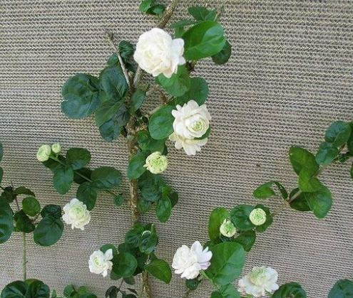 茉莉花種植方法