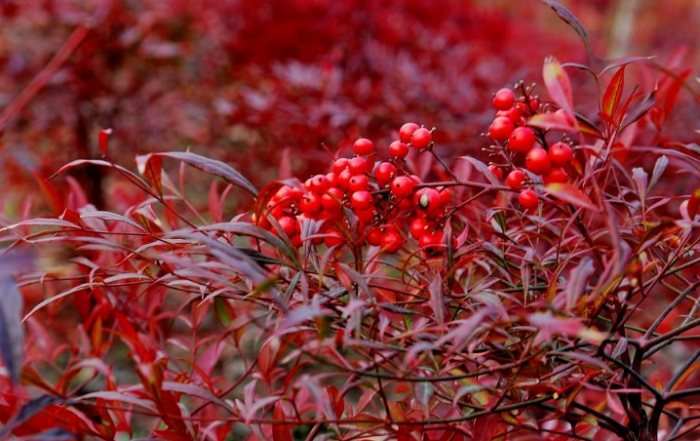 南天竹種子繁殖