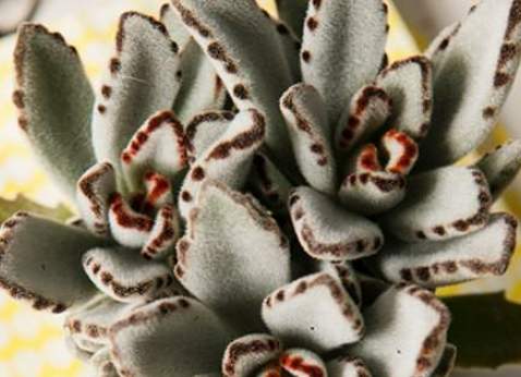 月兔耳徒長處理