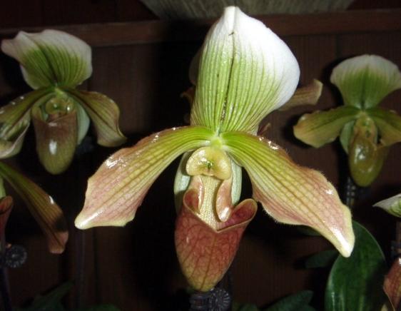 拖鞋蘭養護技巧