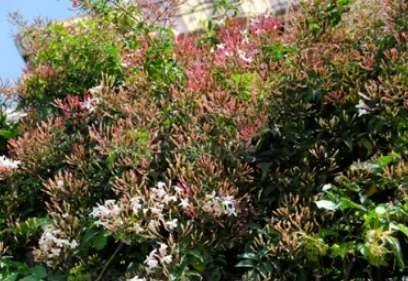 素馨花常見問題