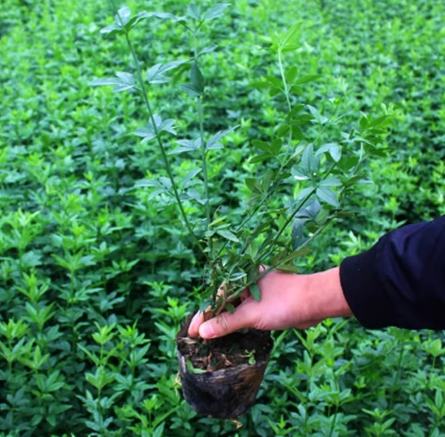 素馨花種植方法