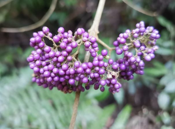 杜虹花栽培方法