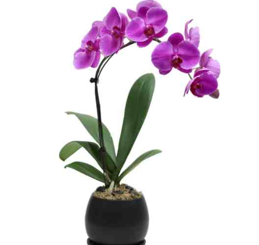 蝴蝶蘭常見問題