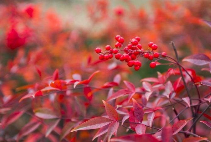 南天竹繁殖方法