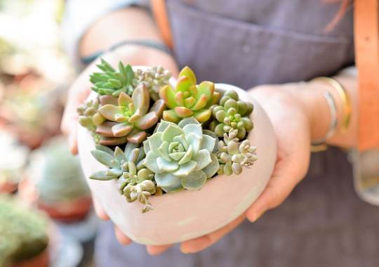 多肉植物換盆方法