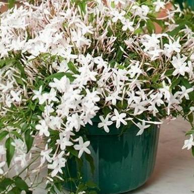 素馨花常見問題