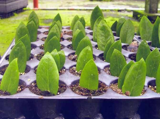 葉子繁殖的植物
