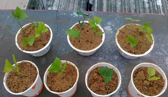 茉莉花壓條步驟