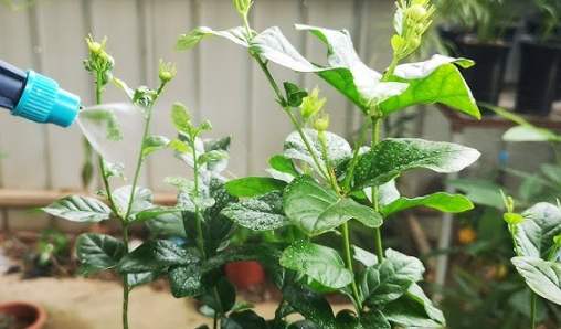 茉莉花種植方法