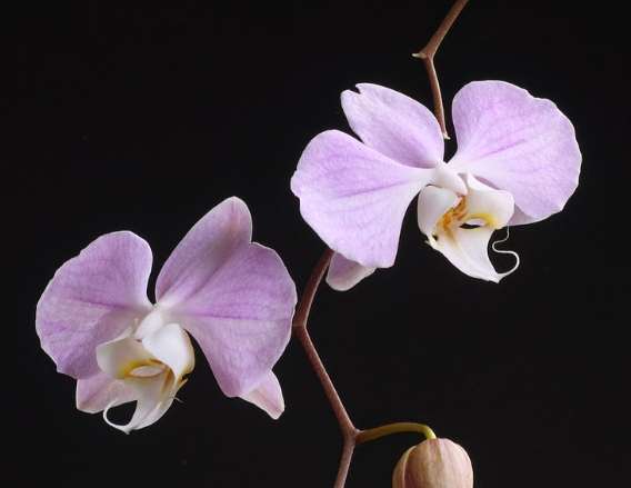 蝴蝶蘭花梗芽照顧