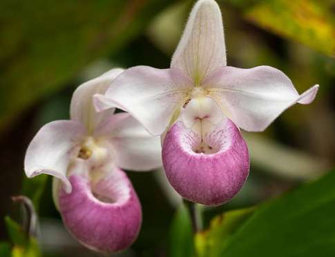 蘭花不開花原因