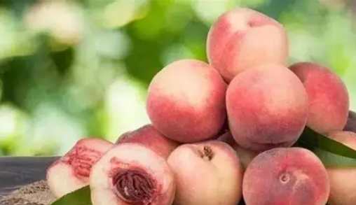 水蜜桃土壤條件