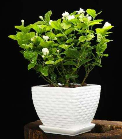 茉莉花盆栽技巧