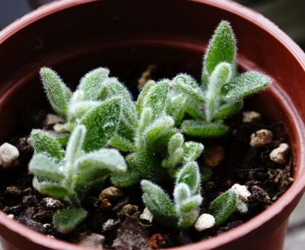 多肉植物徒長原因