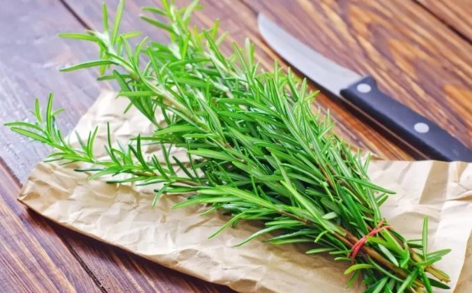 水族箱自然療法