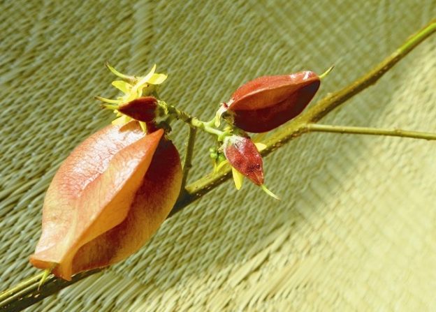 台灣欒樹種子取得