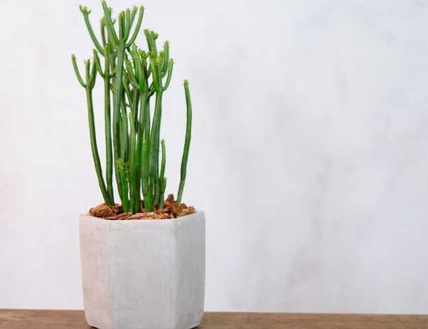 珊瑚大戟品種 珊瑚大戟品種