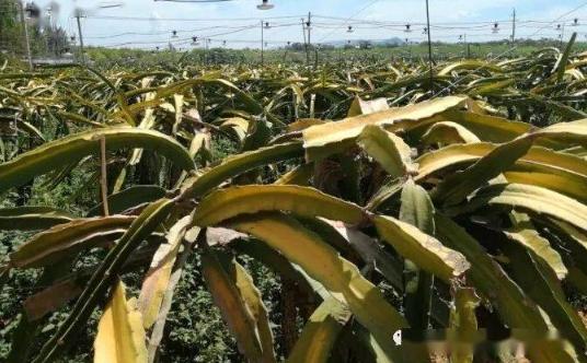 火龍果黃化原因