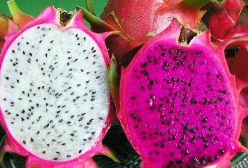 火龍果多久收成