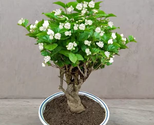 茉莉花種植方法 茉莉花種植方法