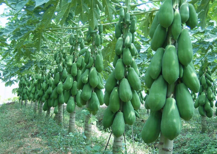 木瓜樹種植技巧