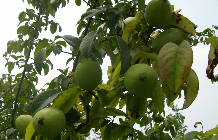 木瓜樹病虫害防治