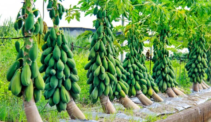 木瓜樹病虫害防治