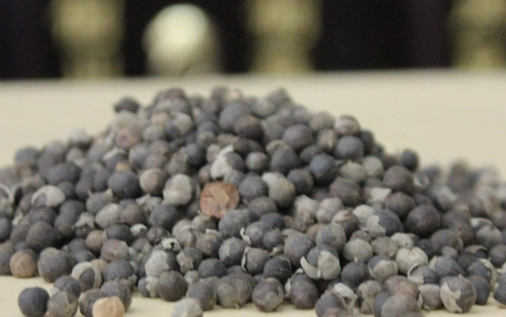 蔓荆子不良反應