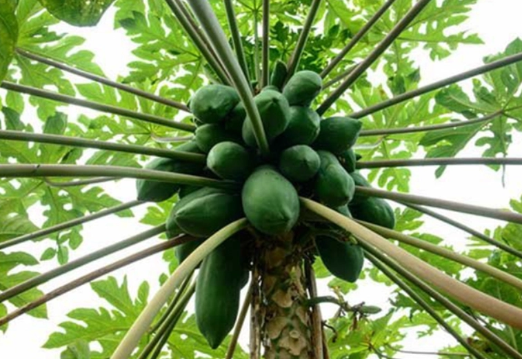 木瓜樹種植技巧