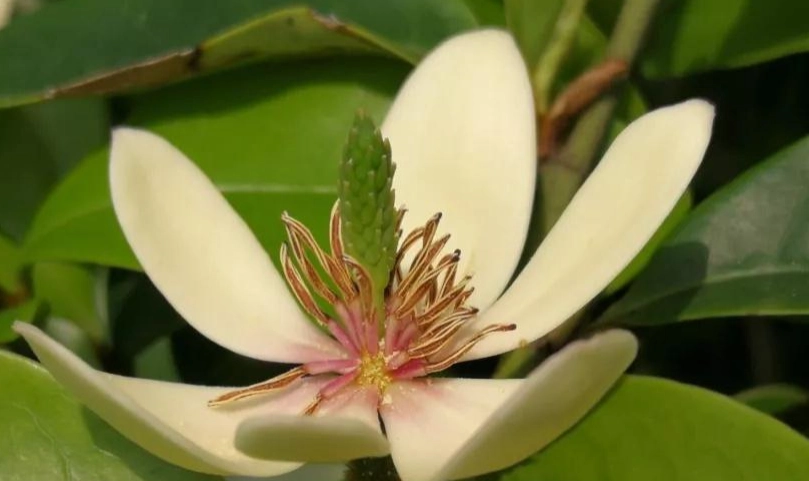 含笑花病虫害防治