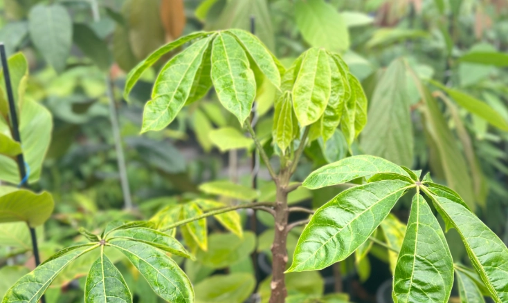木瓜葉下垂預防