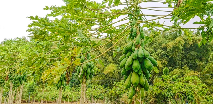 木瓜葉下垂原因