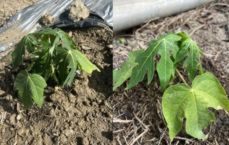 木瓜葉下垂處理