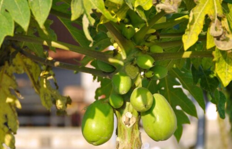 家裡種木瓜 家裡種木瓜