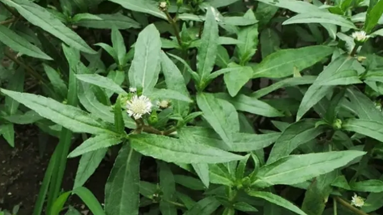 烏心草種植 烏心草種植