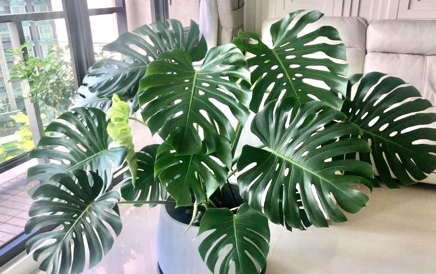 龜背芋修剪方法 龜背芋修剪方法