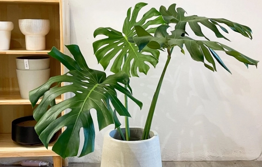 龜背芋照顧技巧 龜背芋照顧技巧