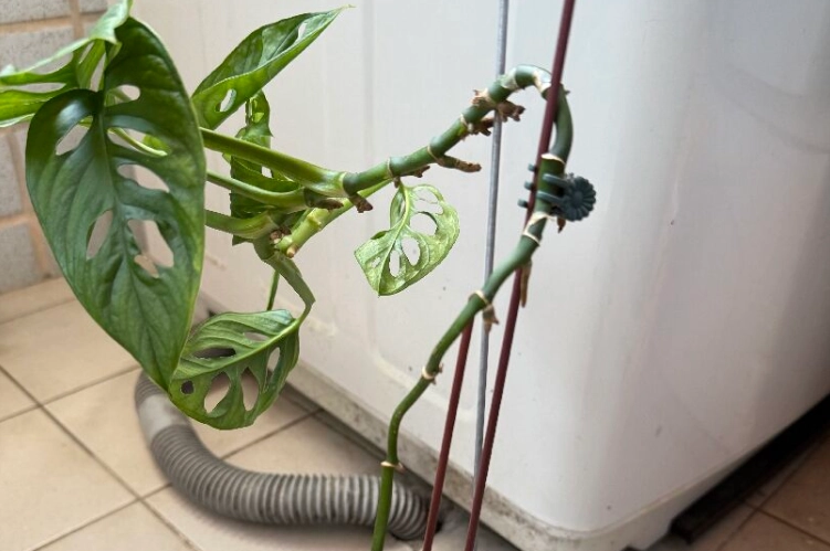 龜背芋修剪方法 龜背芋修剪方法