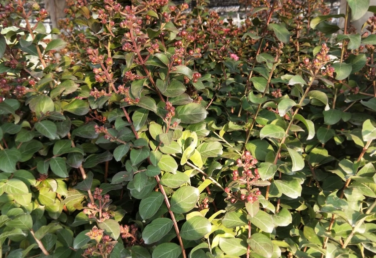 含笑花葉子有蟲 含笑花葉子有蟲