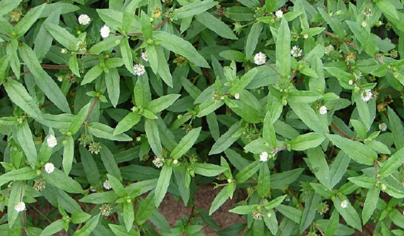 烏心草功效 烏心草功效