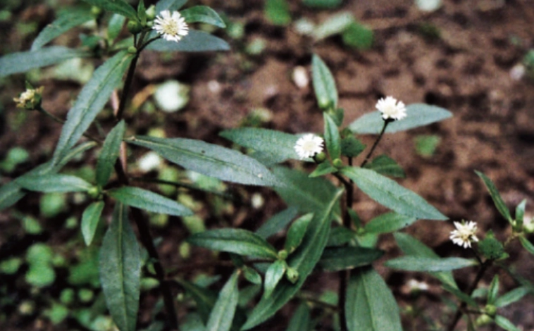 烏心草種植 烏心草種植