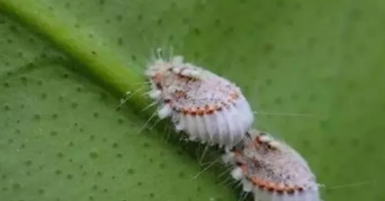 含笑花葉子有蟲 含笑花葉子有蟲