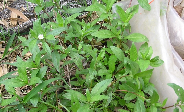 烏心草功效 烏心草功效