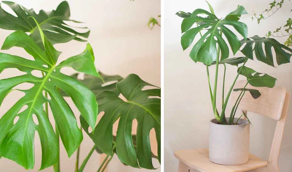 龜背芋照顧技巧 龜背芋照顧技巧