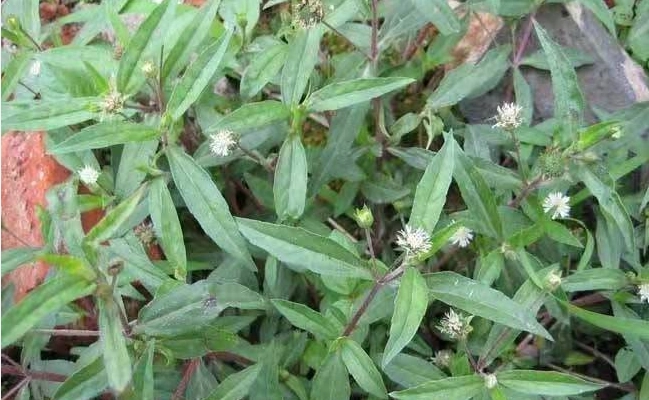 烏心草功效 烏心草功效