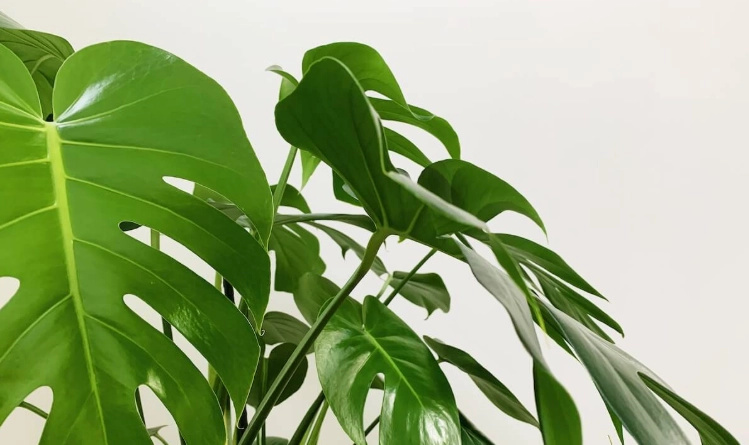 龜背芋修剪方法 龜背芋修剪方法