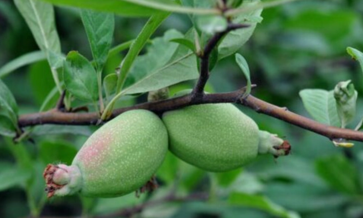 家裡種木瓜 家裡種木瓜