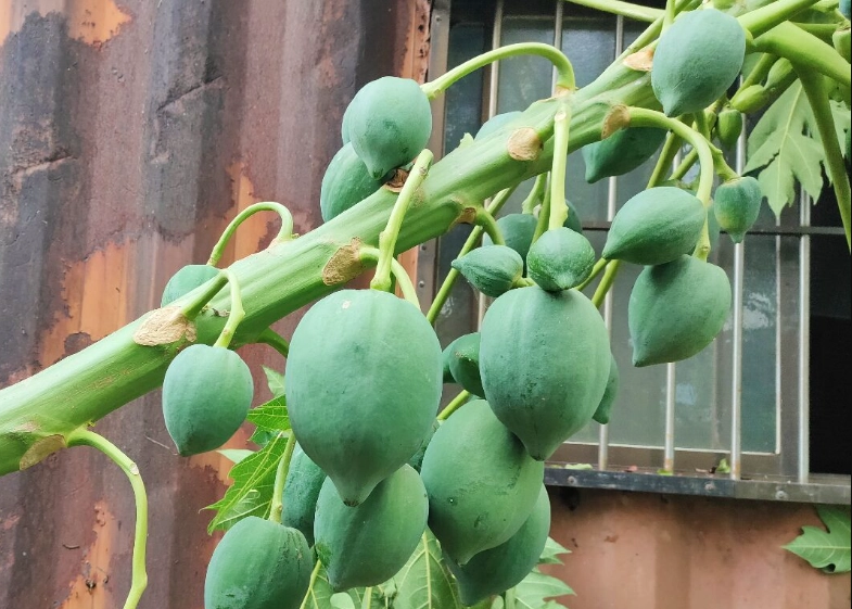 陽台種木瓜 陽台種木瓜