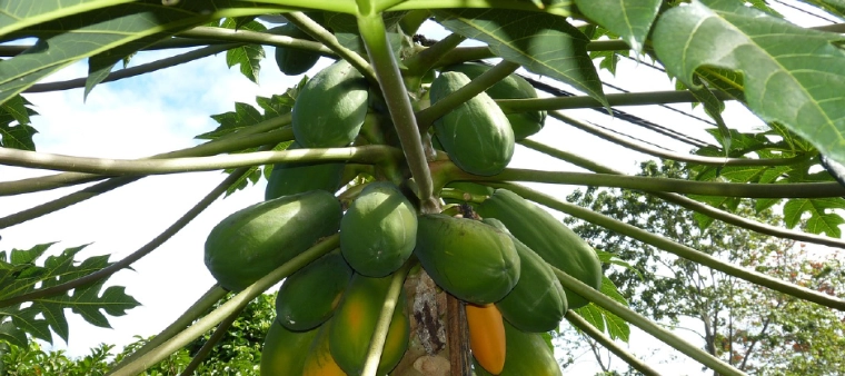 陽台種木瓜 陽台種木瓜